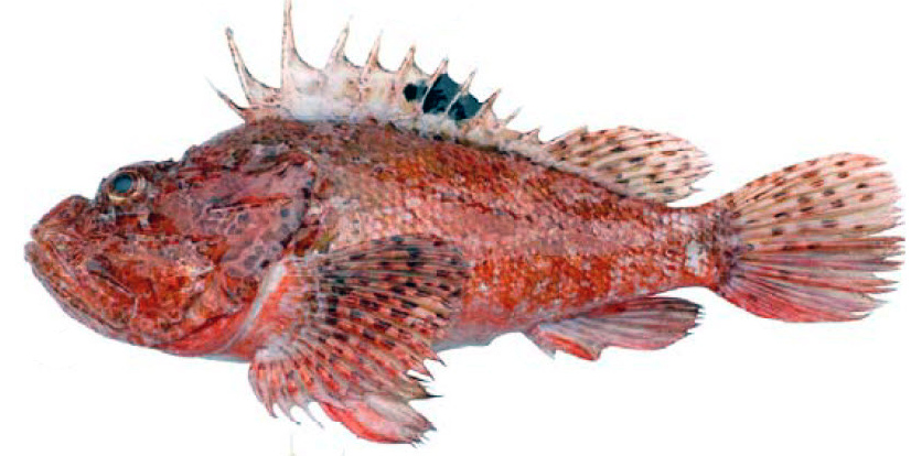 Scorpaena scrofa_09.jpg